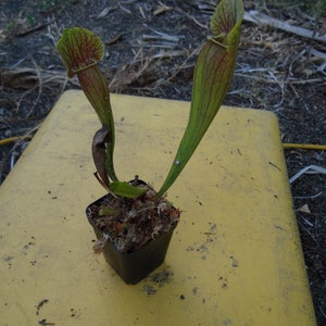 Live Sarracenia Carnivorous Pitcher Plant Medium Flowering Sized Beginner-Friendly North American Trumpet Pitcher image 8