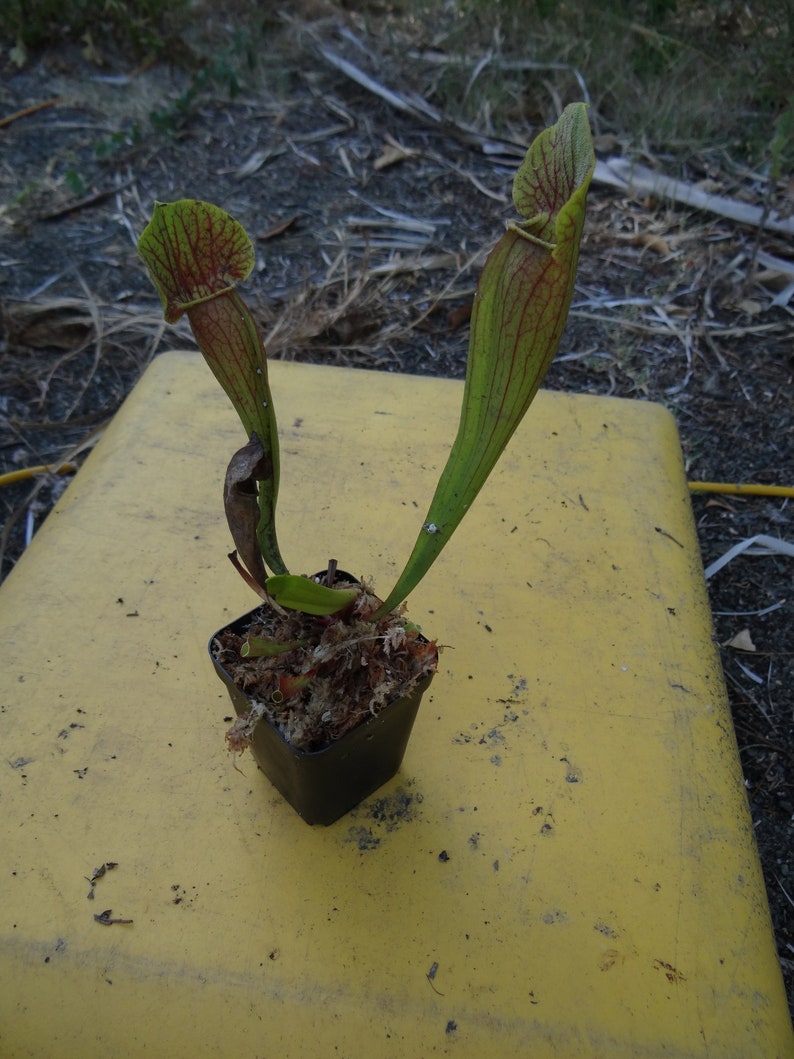 Live Sarracenia Carnivorous Pitcher Plant Medium Flowering Sized Beginner-Friendly North American Trumpet Pitcher image 8