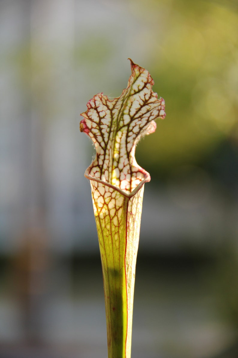 HUGE 18 Carnivorous Pitcher Plant Sarracenia Leucophylla - Etsy