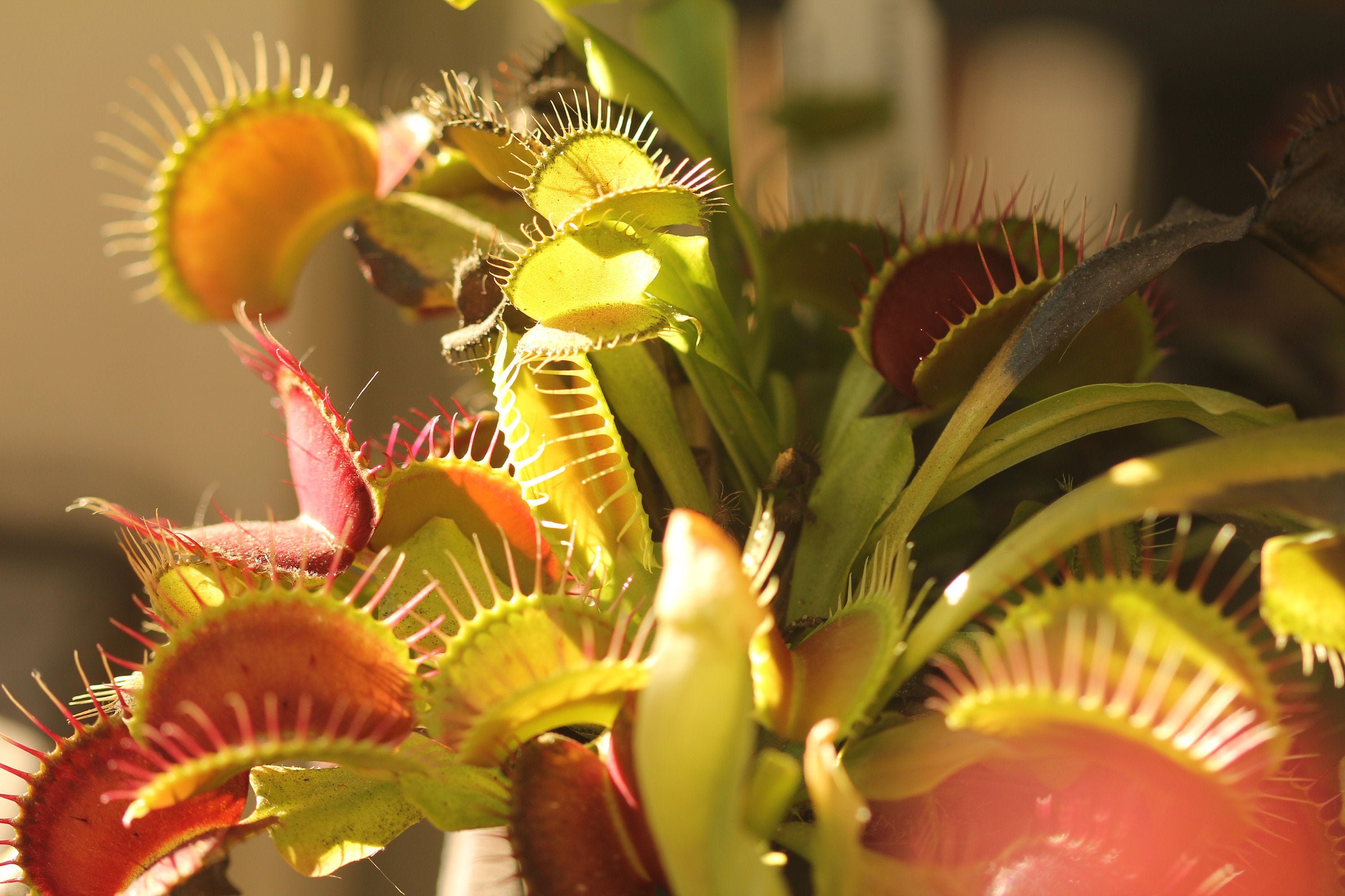 Venus Flytrap Care, Growth Requirements and Common Problems Outdoor