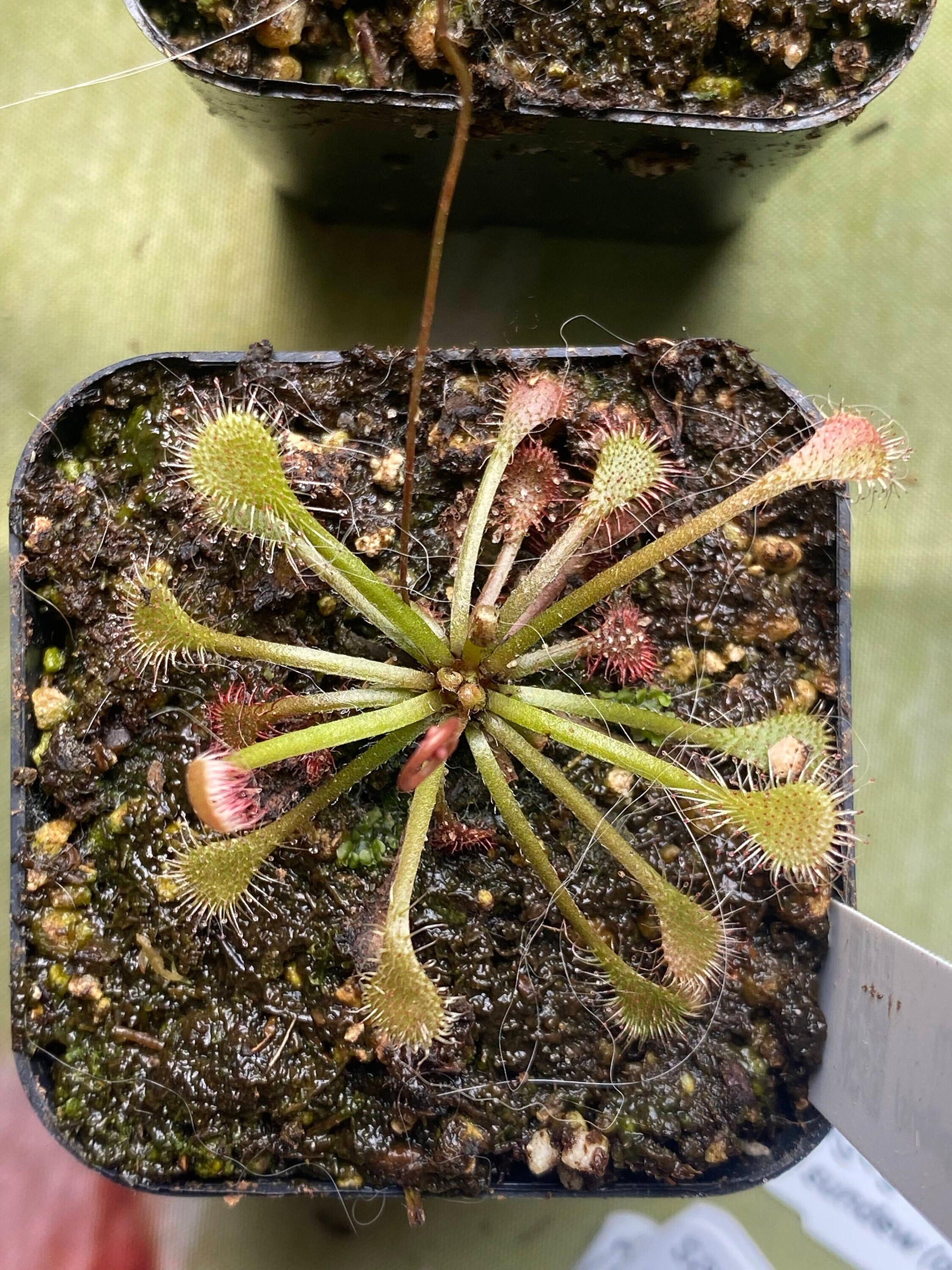 Drosera Earrings