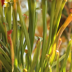 HUGE Sarracenia Carnivorous Pitcher Plant - Specimen Sized Beginner ...
