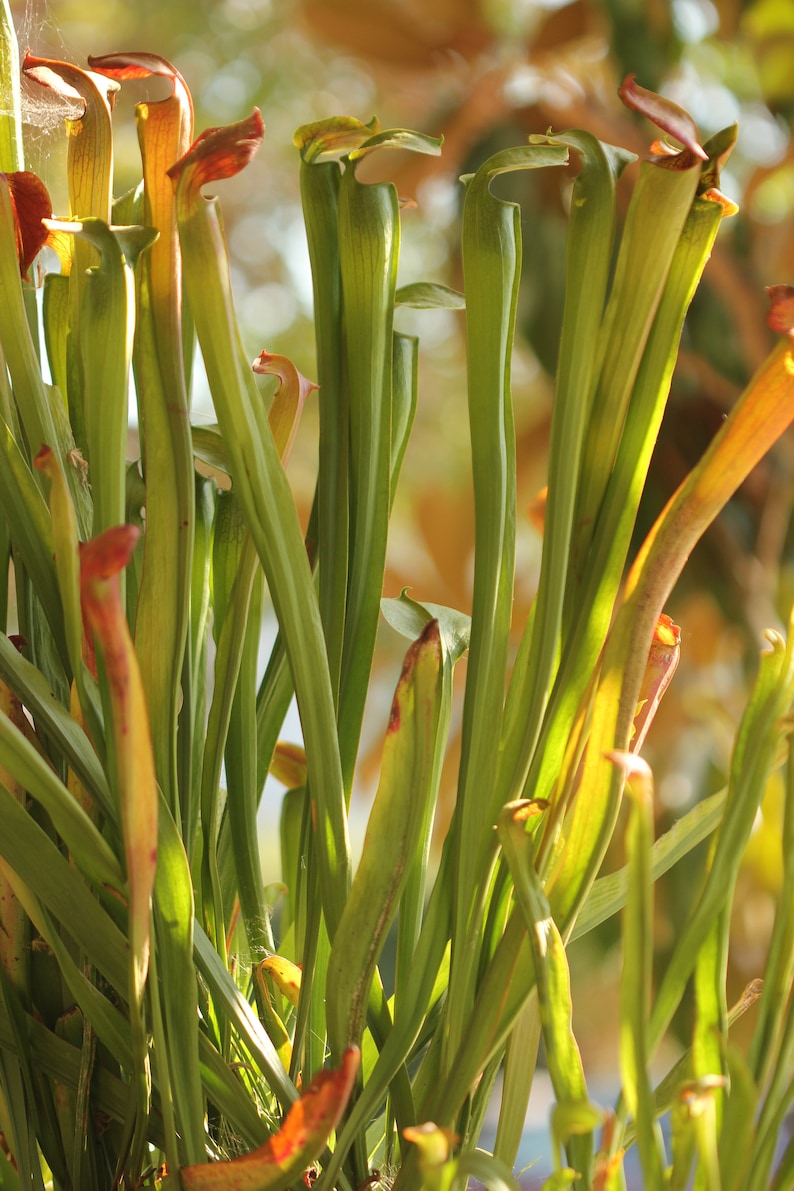 HUGE Sarracenia Carnivorous Pitcher Plant - Specimen Sized Beginner ...