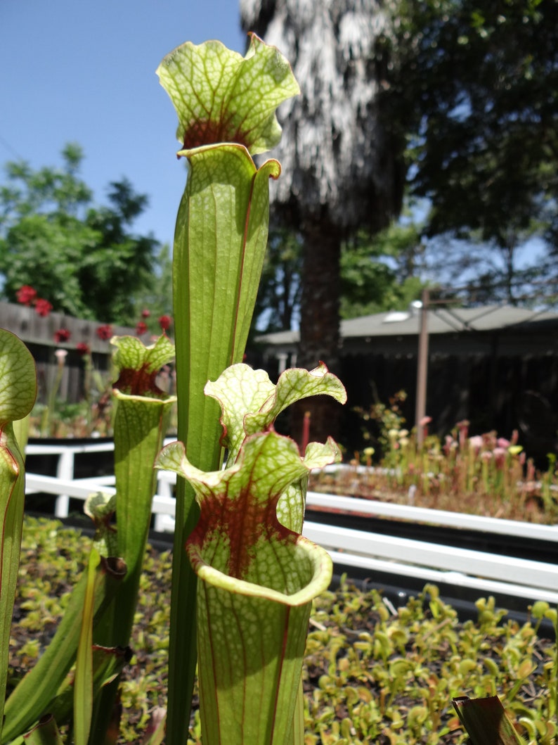 HUGE Sarracenia Carnivorous Pitcher Plant - Specimen Sized Beginner ...