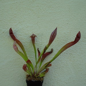 BIG Carnivorous Sarracenia Scarlet Belle Carnivorous Pitcher Plant x wrigleyana LIVE Medium Sized American Trumpet Pitcher image 10