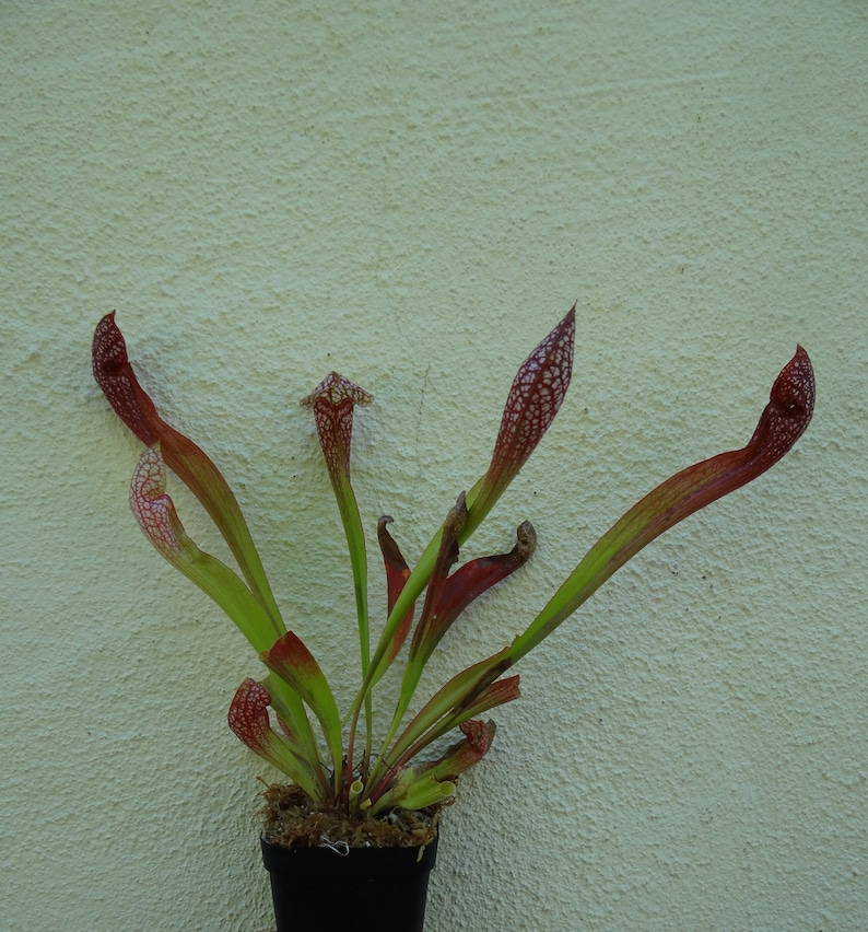 BIG Carnivorous Sarracenia Scarlet Belle Carnivorous Pitcher Plant x wrigleyana LIVE Medium Sized American Trumpet Pitcher image 10