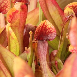 Live Sarracenia Carnivorous Pitcher Plant Medium Flowering Sized Beginner-Friendly North American Trumpet Pitcher image 7