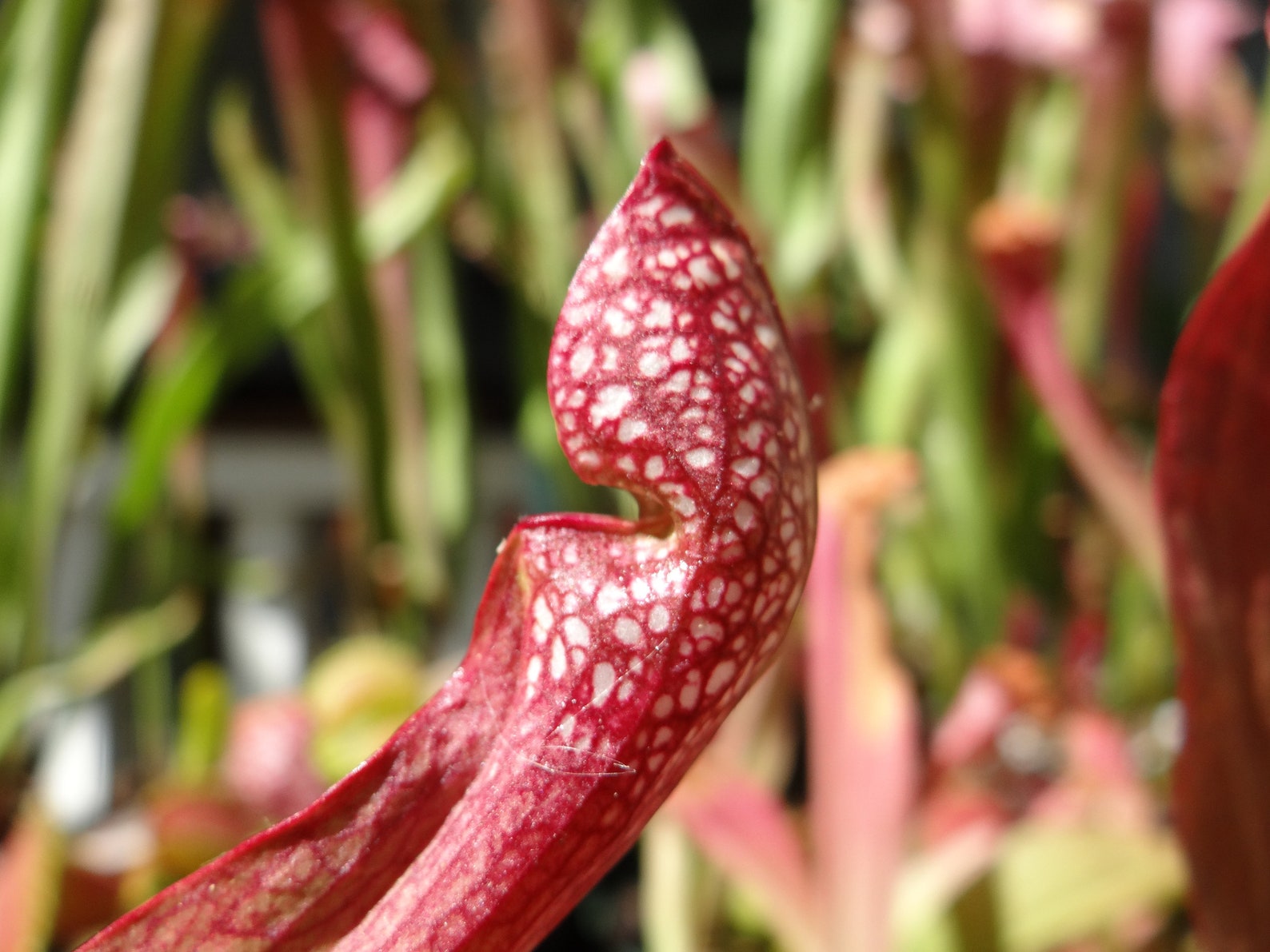 BIG Carnivorous Sarracenia scarlet Belle Carnivorous Pitcher Plant X ...