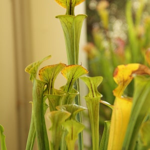 HUGE Sarracenia Carnivorous Pitcher Plant - Specimen Sized Beginner ...