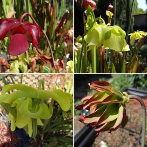 Live Sarracenia Carnivorous Pitcher Plant Medium Flowering Sized Beginner-Friendly North American Trumpet Pitcher image 3