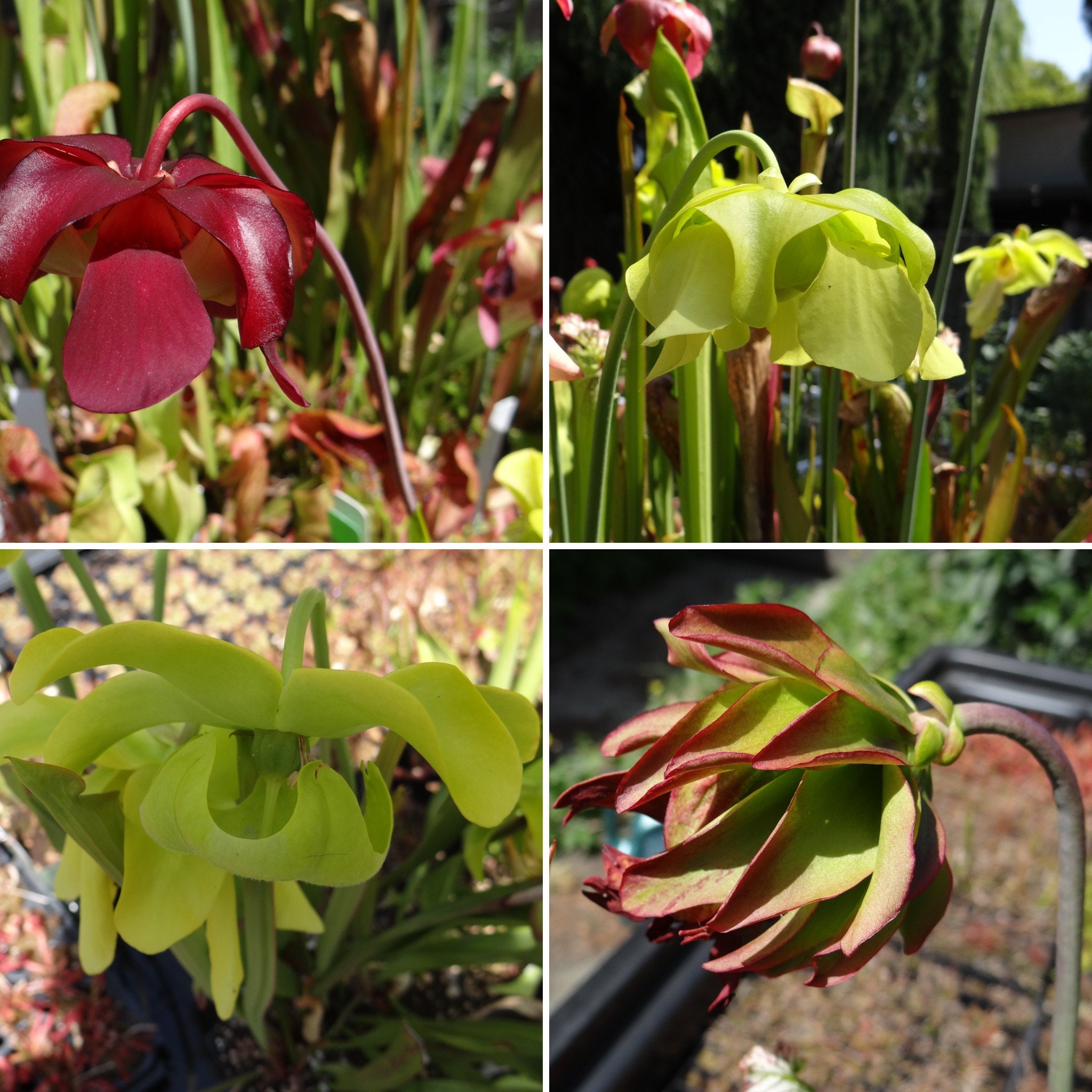 Live Sarracenia Carnivorous Pitcher Plant - Medium Flowering Sized ...