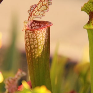 Live Sarracenia Carnivorous Pitcher Plant - Medium Flowering Sized Beginner-Friendly North American Trumpet Pitcher