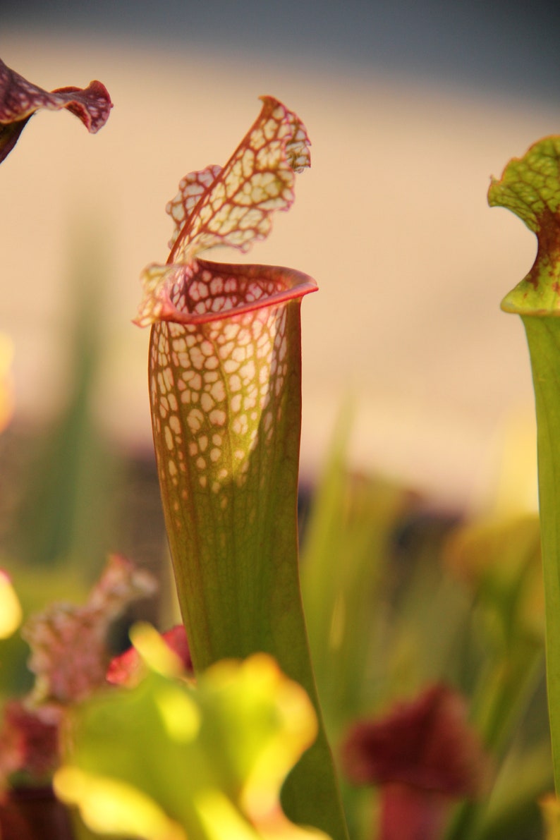 Live Sarracenia Carnivorous Pitcher Plant Medium Flowering Sized Beginner-Friendly North American Trumpet Pitcher image 6