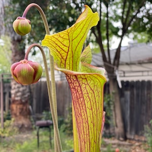 HUGE Sarracenia Carnivorous Pitcher Plant - Specimen Sized Beginner-Friendly North American Trumpet Pitcher