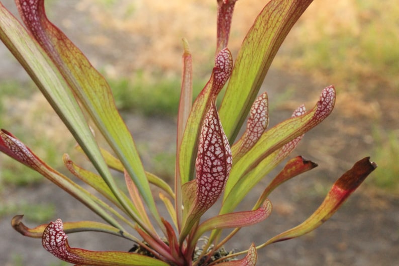 BIG Carnivorous Sarracenia Scarlet Belle Carnivorous Pitcher Plant x wrigleyana LIVE Medium Sized American Trumpet Pitcher image 4