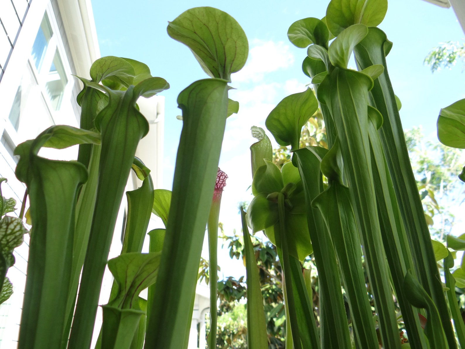 HUGE Sarracenia Carnivorous Pitcher Plant - Specimen Sized Beginner ...
