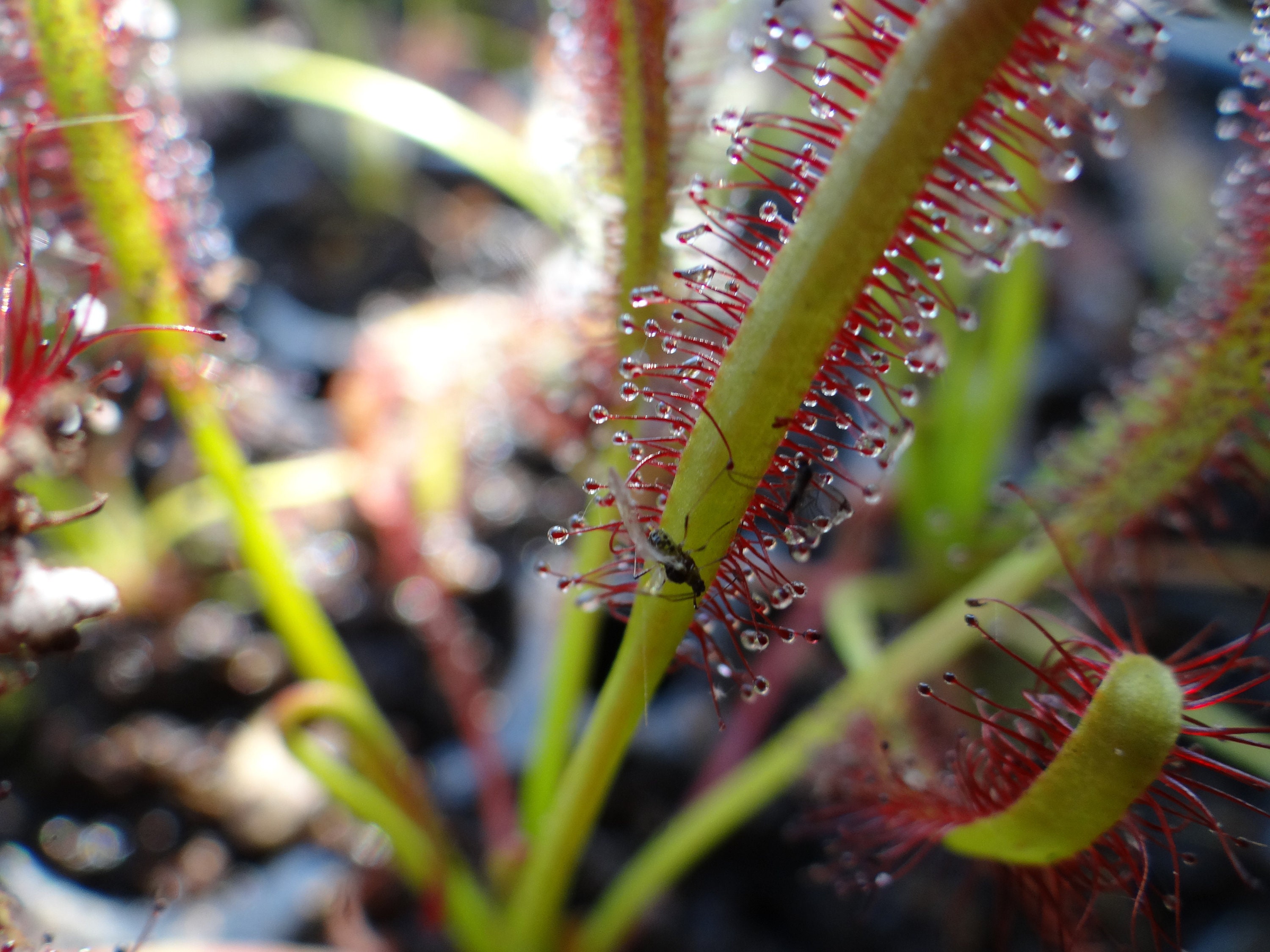 LIVE Carnivorous Cape Sundew (Drosera capensis Typical) Plant, Beginner Friendly LARGE Flowering Size