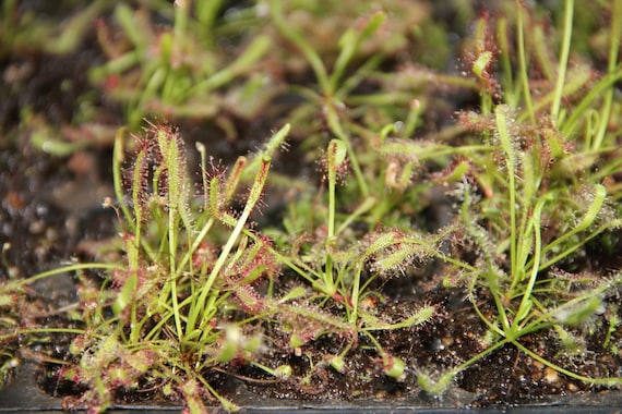 Sundew Seeds Drosera Capensis Tropical Perennial GMO Free