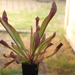 BIG Carnivorous Sarracenia Scarlet Belle Carnivorous Pitcher Plant x wrigleyana LIVE Medium Sized American Trumpet Pitcher image 5