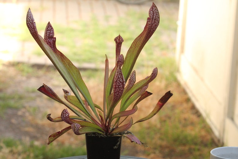 BIG Carnivorous Sarracenia Scarlet Belle Carnivorous Pitcher Plant x wrigleyana LIVE Medium Sized American Trumpet Pitcher image 5