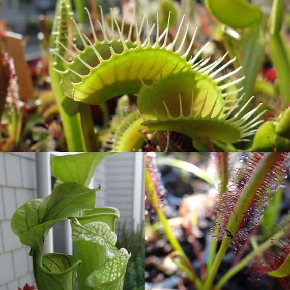 Carnivorous Starter Pack - Sundew, Sarracenia, Flytrap Small