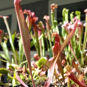 BIG Carnivorous Sarracenia Scarlet Belle Carnivorous Pitcher Plant x wrigleyana LIVE Medium Sized American Trumpet Pitcher image 9