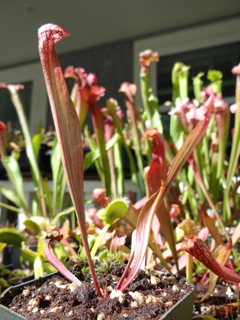 BIG Carnivorous Sarracenia Scarlet Belle Carnivorous Pitcher Plant x wrigleyana LIVE Medium Sized American Trumpet Pitcher image 9