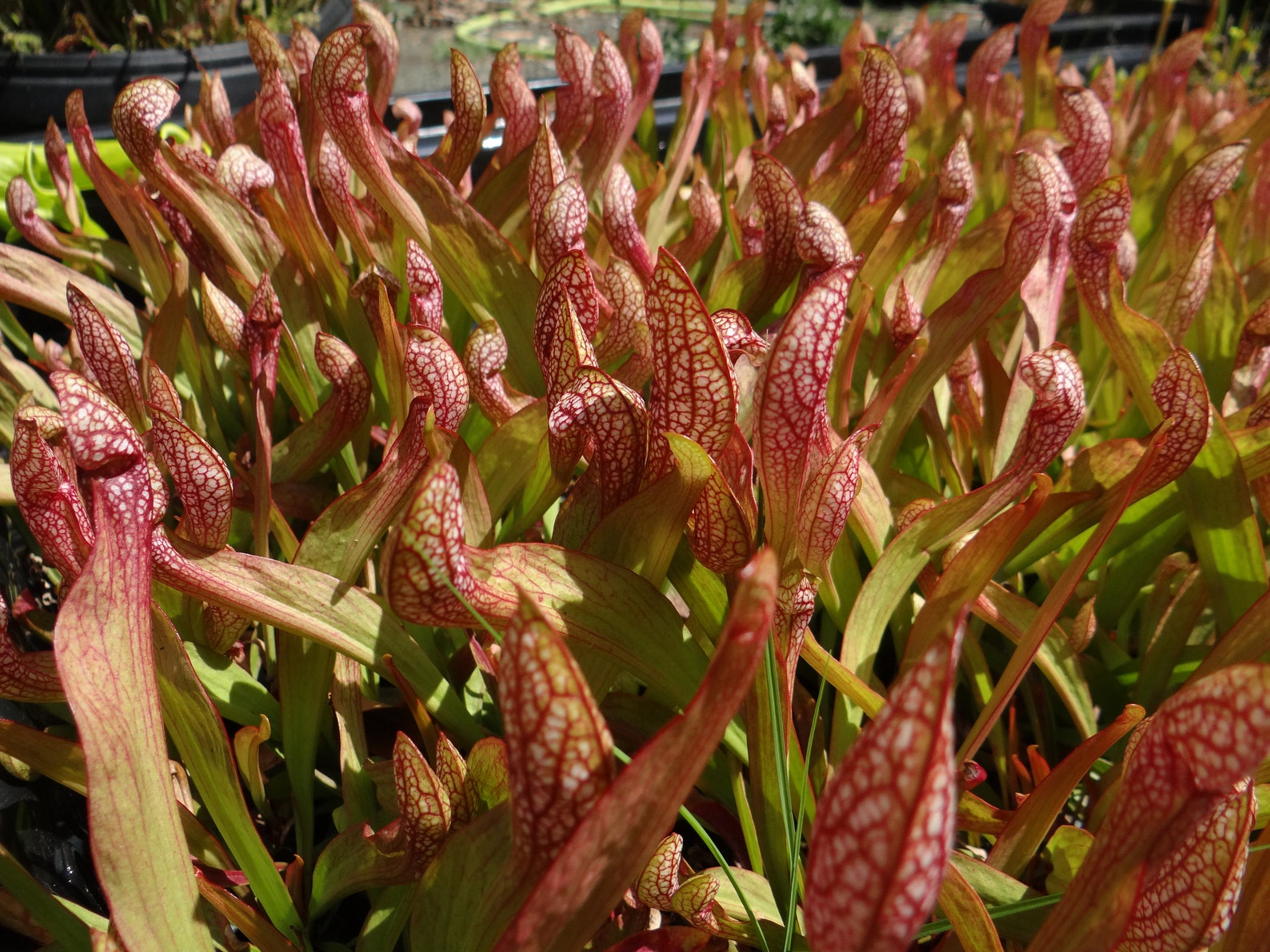 BIG Carnivorous Sarracenia scarlet Belle Carnivorous Pitcher Plant X ...
