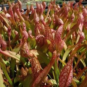 BIG Carnivorous Sarracenia Scarlet Belle Carnivorous Pitcher Plant x wrigleyana LIVE Medium Sized American Trumpet Pitcher image 2