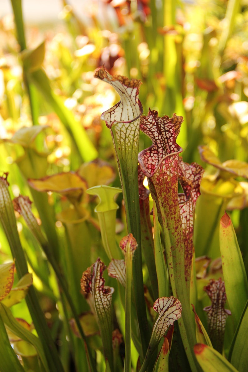 HUGE 18 Carnivorous Pitcher Plant Sarracenia Leucophylla - Etsy