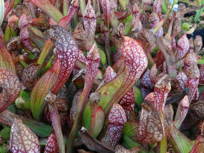 BIG Carnivorous Sarracenia Scarlet Belle Carnivorous Pitcher Plant x wrigleyana LIVE Medium Sized American Trumpet Pitcher image 1