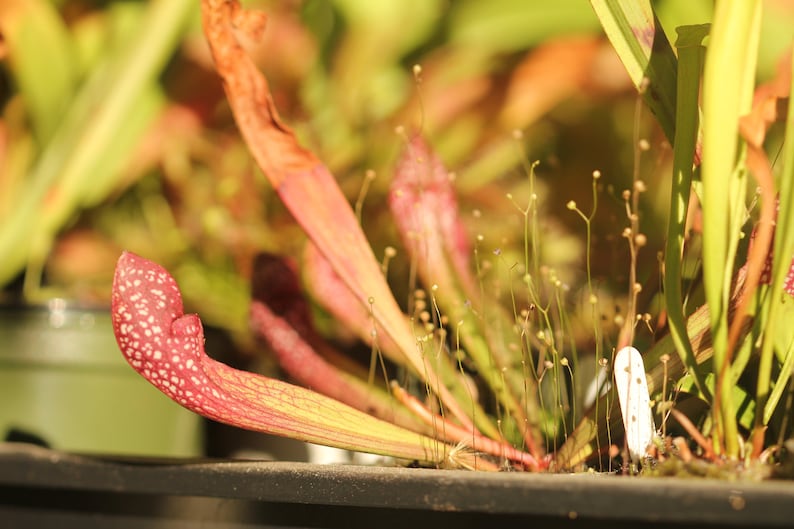 BIG Carnivorous Sarracenia Scarlet Belle Carnivorous Pitcher Plant x wrigleyana LIVE Medium Sized American Trumpet Pitcher image 8