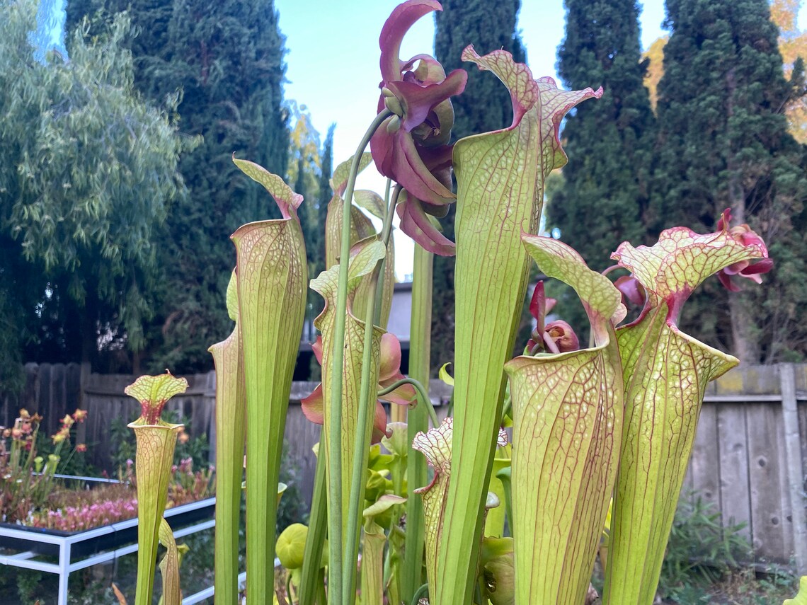 HUGE Sarracenia Carnivorous Pitcher Plant Specimen Sized - Etsy