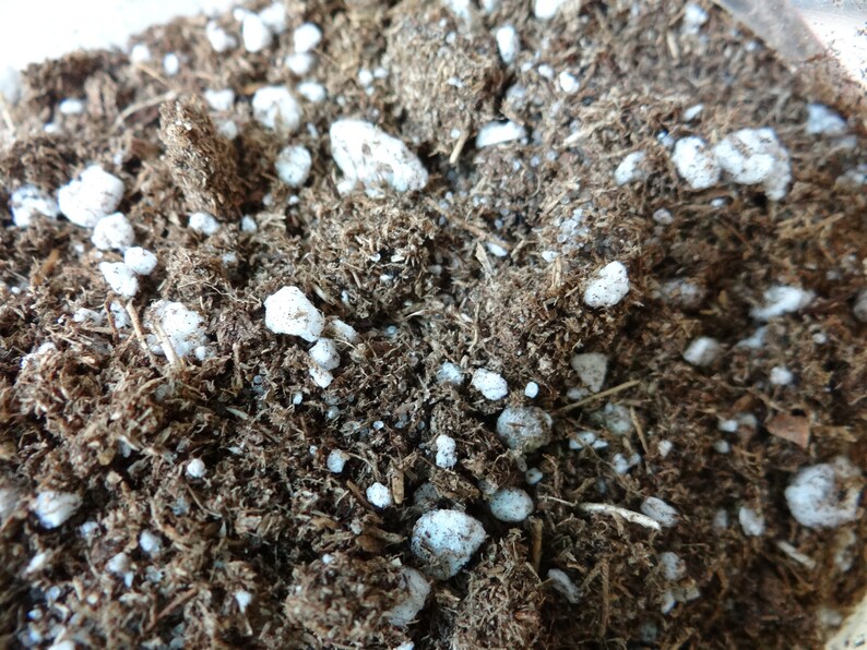 Premium Carnivorous Plant Soil Mix 2 Quarts for Sarracenia Etsy