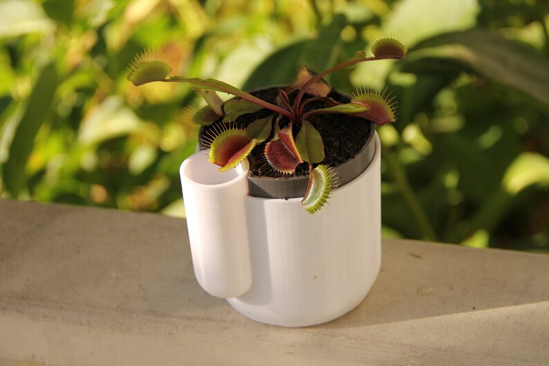 LIVE Red Venus Fly Trap Akai Ryu Mature Etsy