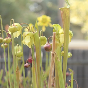 Live Sarracenia Carnivorous Pitcher Plant - Medium Flowering Sized ...