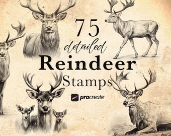 75 Reindeer Procreate Stamp Brushes | Wildlife Animal Procreate Stamps | Forest Life Set | Winter Procreate | Woodland Caribou - Deer