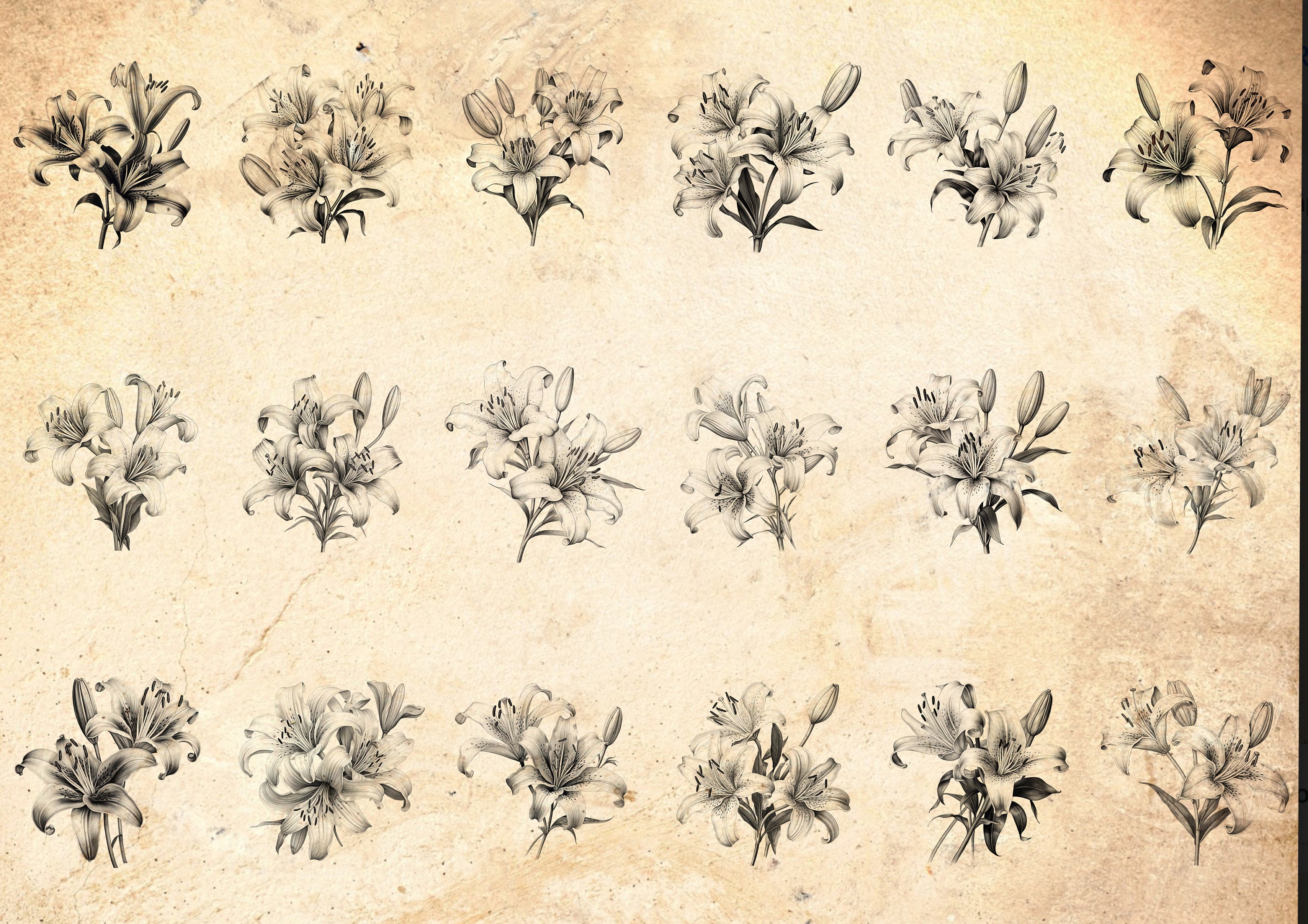Lily Flower Procreate Stamp Brush Set: 100 Detailed Botanical Stamps - Etsy
