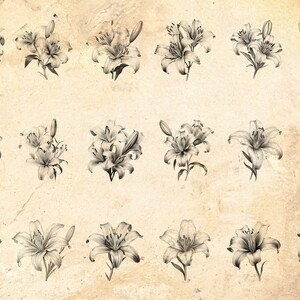 Lily Flower Procreate Stamp Brushes Detailed Lilium Blossom Stamps May Birth Flower Brushes Tattoo Stamps Botanical Stamps image 5