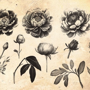 Peony Flower Procreate Stamp Brushes | Blossom Stamps | September Birth ...