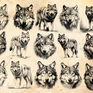 Puede incluir: Una colecci&oacute;n de 15 dibujos en blanco y negro de lobos. Los lobos se representan en varias poses, incluyendo de pie, sentados y aullando. Algunos de los lobos se muestran con la cabeza girada hacia un lado, mientras que otros miran directamente al espectador.
