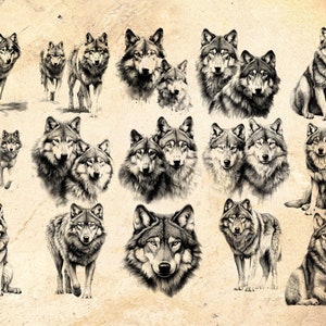 Puede incluir: Una colecci&oacute;n de 18 dibujos en blanco y negro de lobos en varias poses, incluyendo aullar, sentarse y estar de pie. Los dibujos est&aacute;n sobre un fondo beige texturizado.