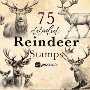 May include: 75 detailed Reindeer Stamps for Procreate. A collection of black and white illustrations of reindeer with antlers in various poses.