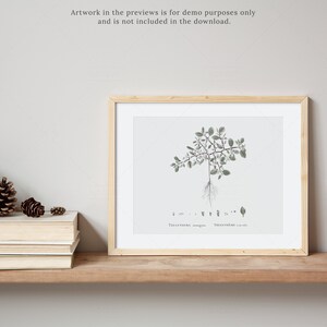 May include: A framed botanical illustration of a plant with green leaves and roots. The illustration is on a white background and has the text "Thymus serpyllum" and "Thymian sauvage" at the bottom.