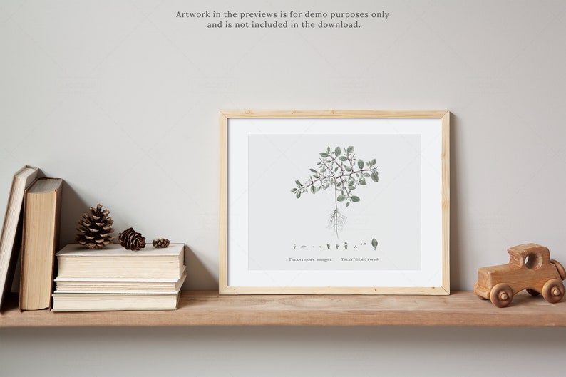 May include: A framed botanical illustration of a plant with green leaves and roots. The illustration is on a white background and has the text "Thymus serpyllum" and "Thymian sauvage" at the bottom.