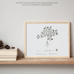 May include: A framed botanical illustration of a plant with green leaves and roots. The illustration is on a white background and the frame is light wood. The text "TRITANTHEMA" is printed below the illustration.