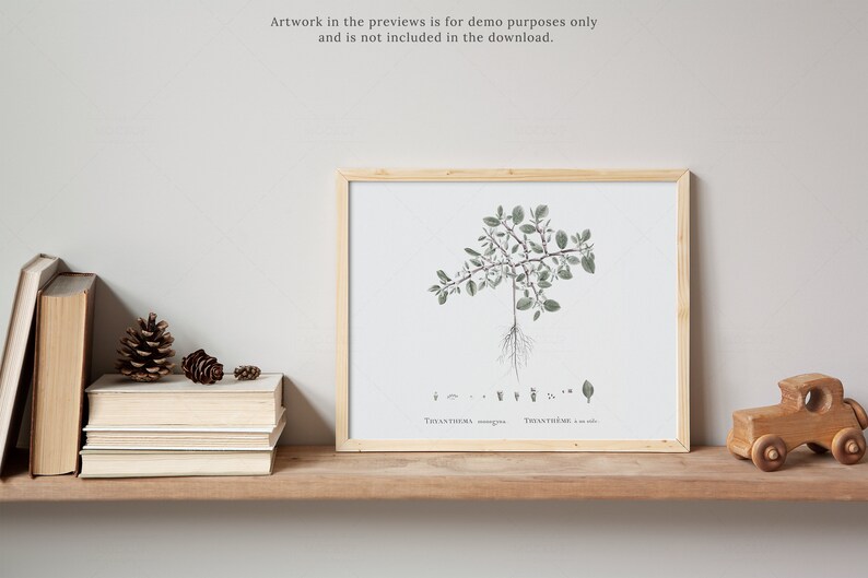 May include: A framed botanical illustration of a plant with green leaves and roots. The illustration is on a white background and the frame is light wood. The text "TRITANTHEMA" is printed below the illustration.