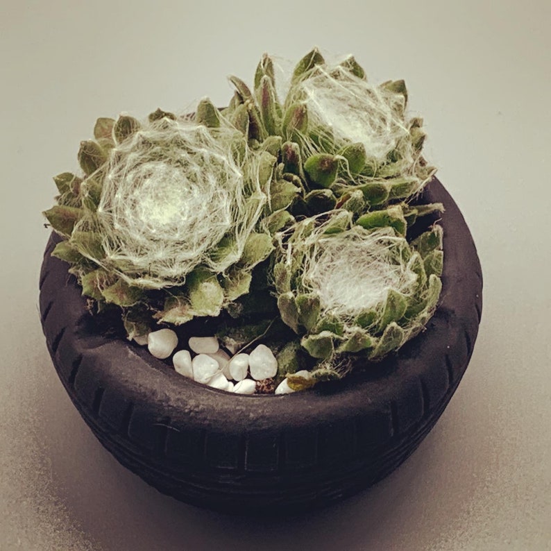 Unique Ashtray Car Tire Tyre with a succulent Perfect gift for him