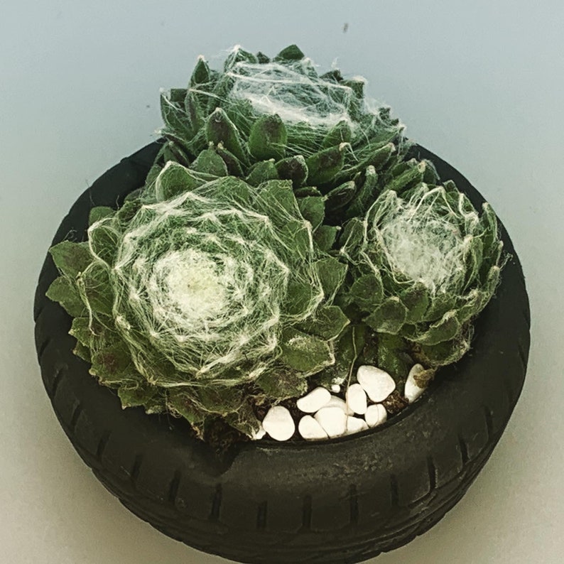 Unique Ashtray Car Tire Tyre with a succulent Perfect gift for him