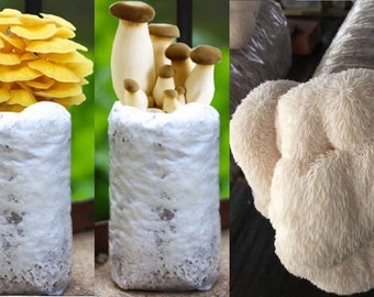 1 Gold Oyster +1 Lion's Mane + 1 King Oyster Mushroom Grow Kits from QH Mushroom Farm